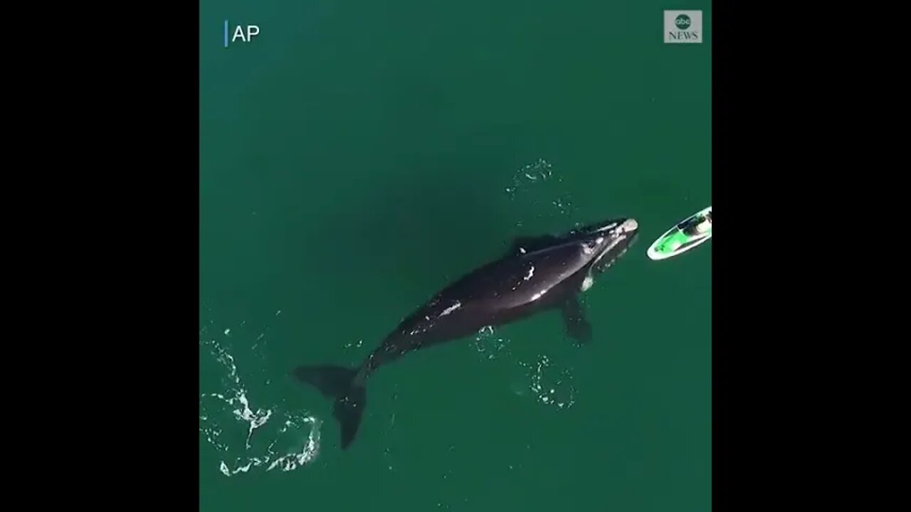 A friendly southern right whale swims right up to and underneath off the coast of Argentina.