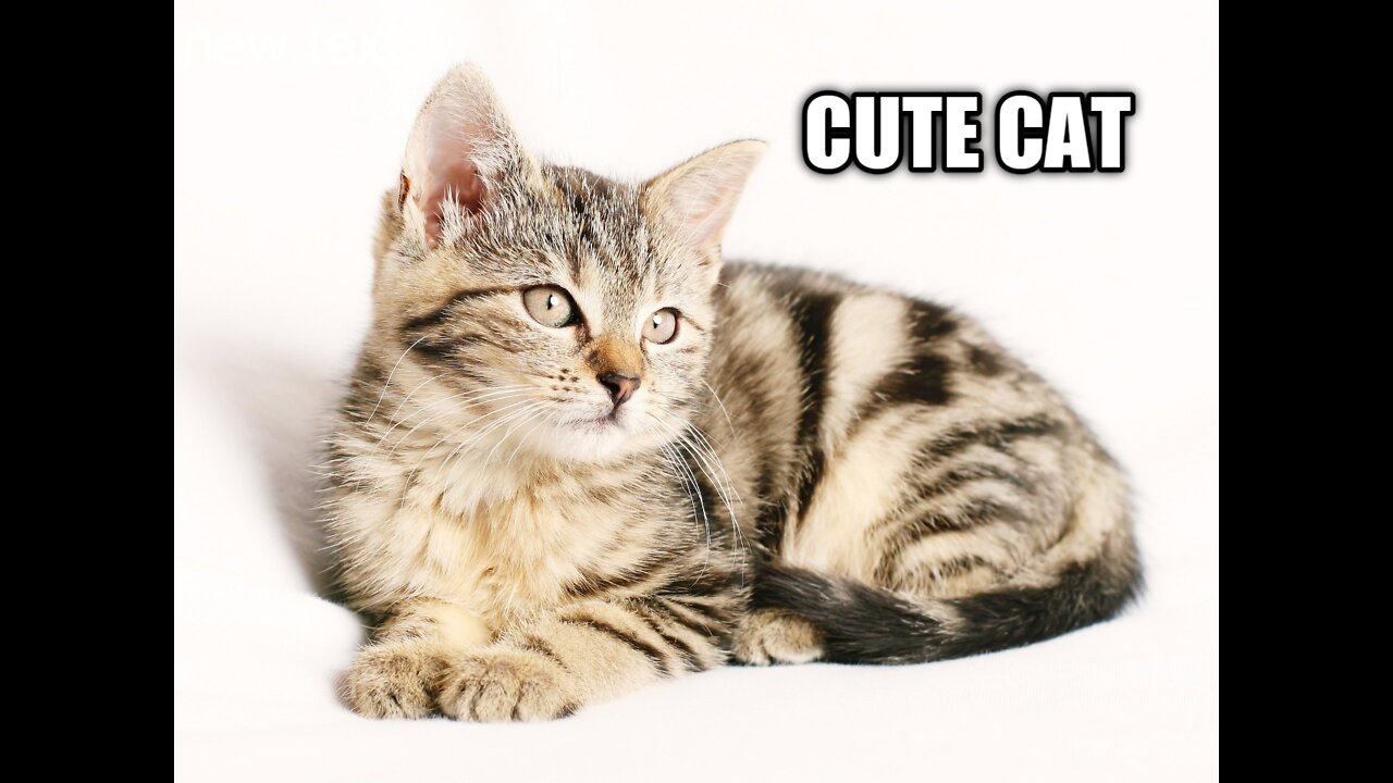 cute cat singing |cutest cats ||cute cats||