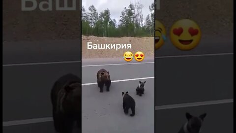 #shorts Смешные животные из Тик Ток 5 Funny animals from Tik Tok