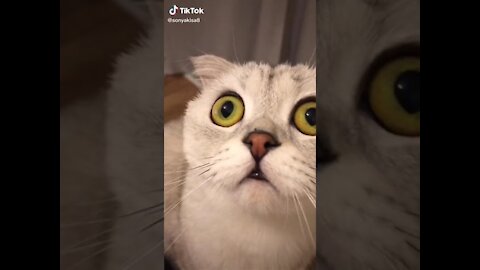 🐈🐈FUNNY CAT VIDEO🐈🐈 HAHAHAHAHAH🐱🐱 -PART-24 | 2021 | WOW🐱🐈🐱