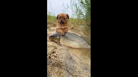 Dog and Fish Friendship