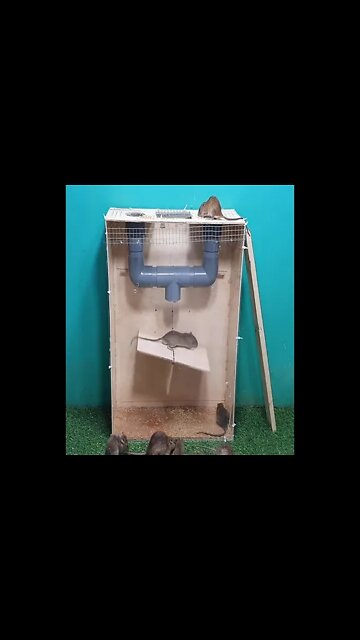 Classic Trap For Rats! 🪤#dailyhackness #Shorts #ytshorts #challenges #doityourself #useful