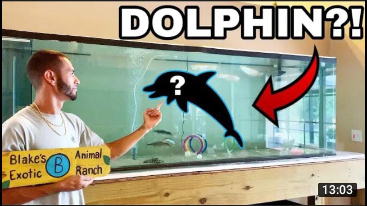 PET BABY DOLPHINS IN FRESHWATER HOME AQUARIUM!!