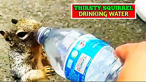 Thirsty Squirrel Drinks Water | Thirsty Squirrel Asks Water From Human |