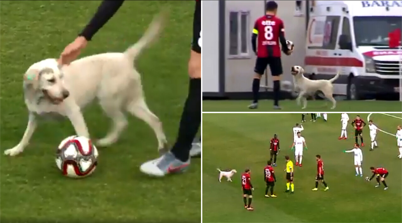 Canine interruption: How a dog brought a football match to a halt