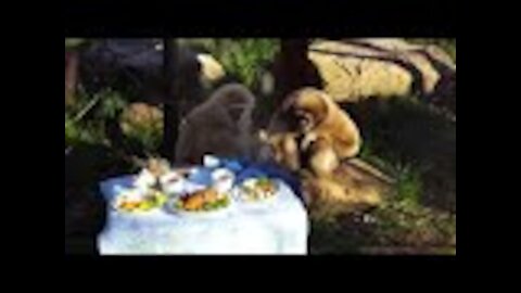 Charming Gibbons Playing and Climbing