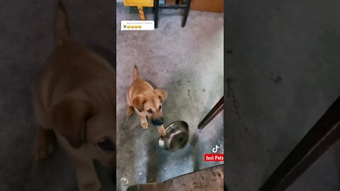 Smart Hungry Dog 🥣 #shorts #tiktok #cute #funnyvideos #viral