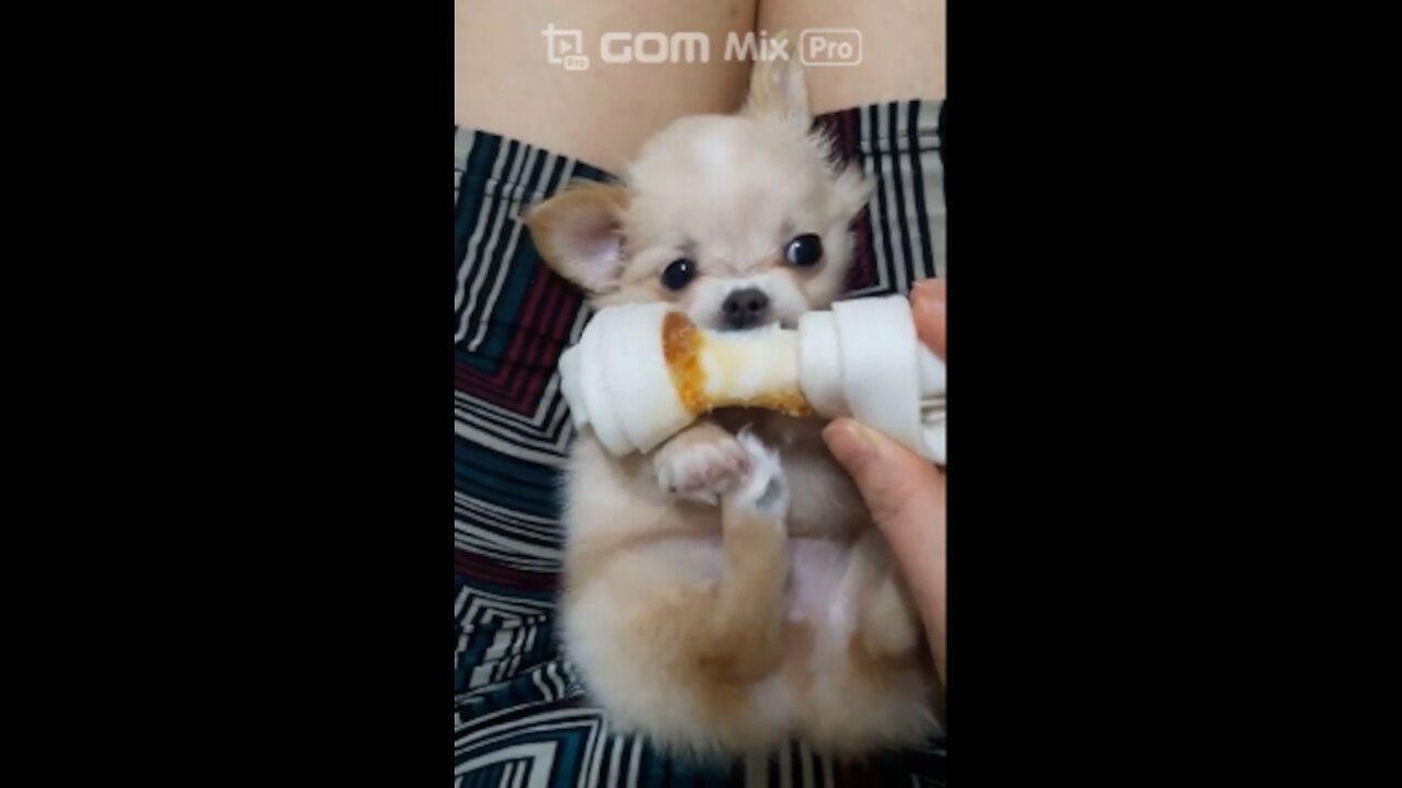 Baby puppy eating show