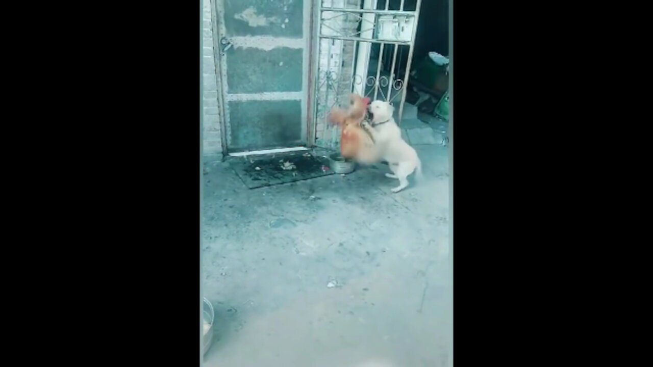 Dogs vs Chickens Fight - Funny Videos Part 4