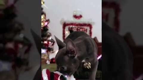 Dog enjoy his life #petvideos #viral #2023