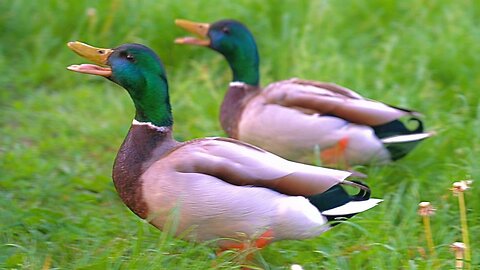 Drakes Go Quack! Mallard Ducks