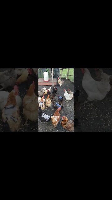 Happy Chickens #homesteading #chickens #chickenlife