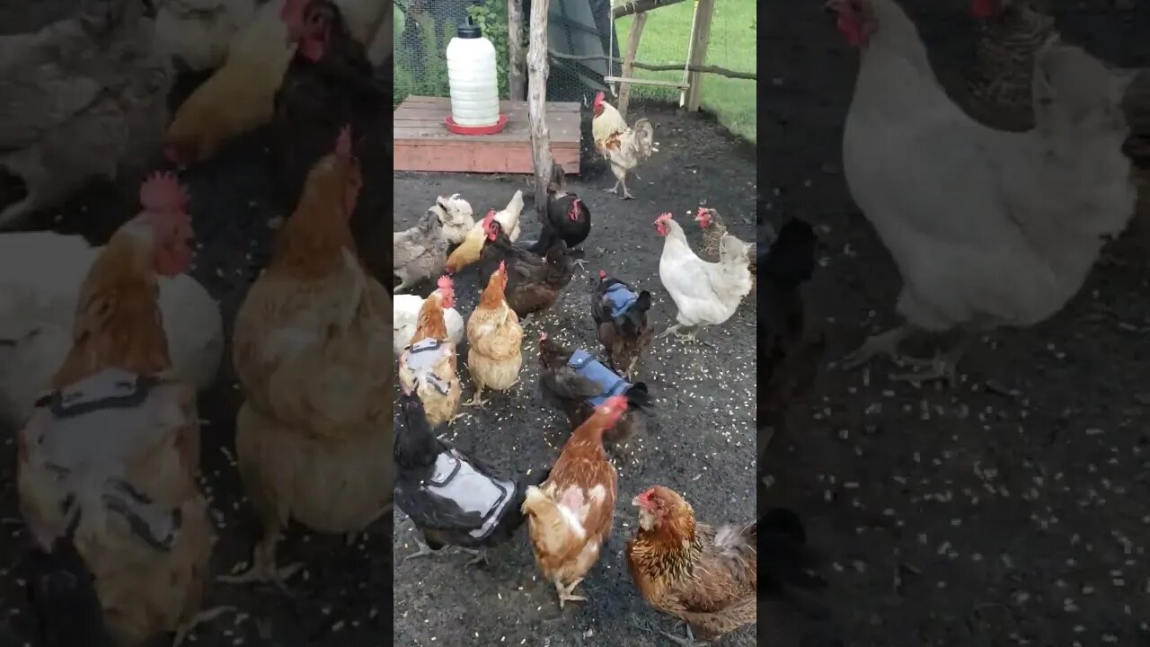 Happy Chickens #homesteading #chickens #chickenlife