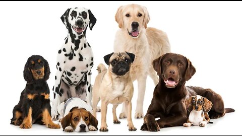 HOW TO SAFELY CORRECT YOUR DOG WITH A FEW SIMPLE TRICKS!