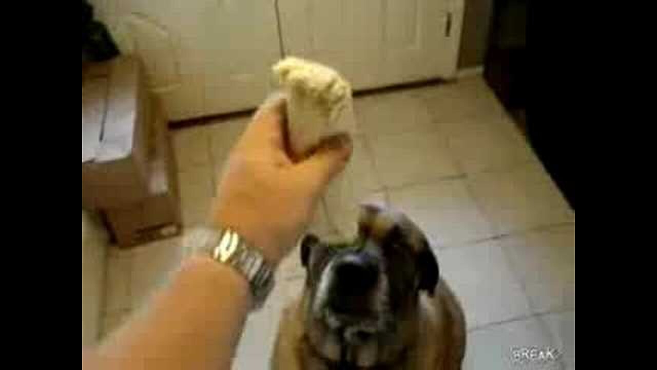 Dog makes Burrito Vanish