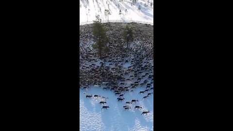 Reindeer Cyclones are a phenomenon where a herd of anxious reindeer forms a swirling mass.