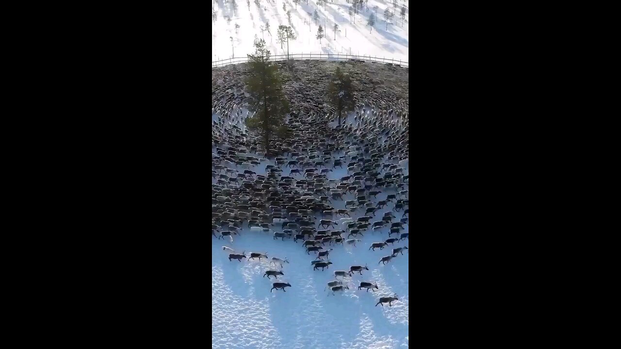 Reindeer Cyclones are a phenomenon where a herd of anxious reindeer forms a swirling mass.