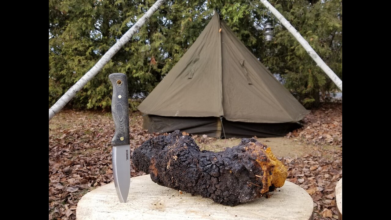 Chaga Tea at it's best! Lets brew a batch.