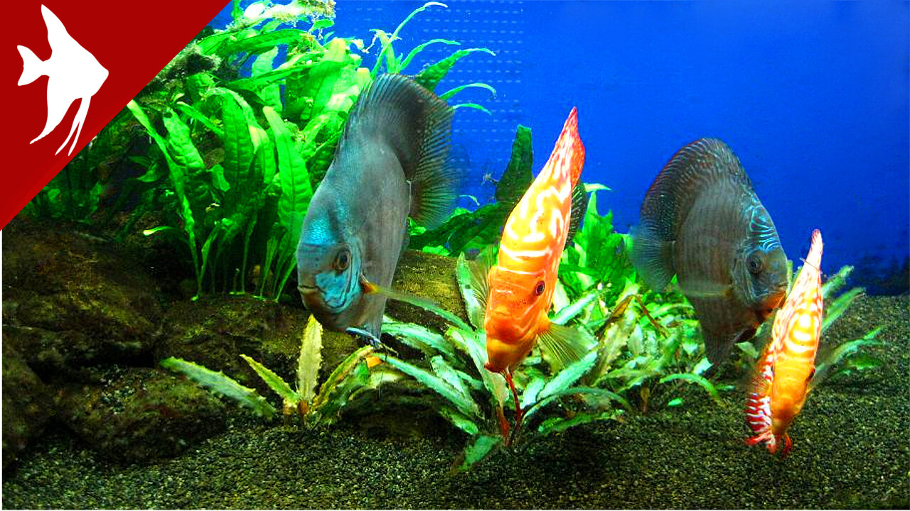 Discus fish Tank 450lt