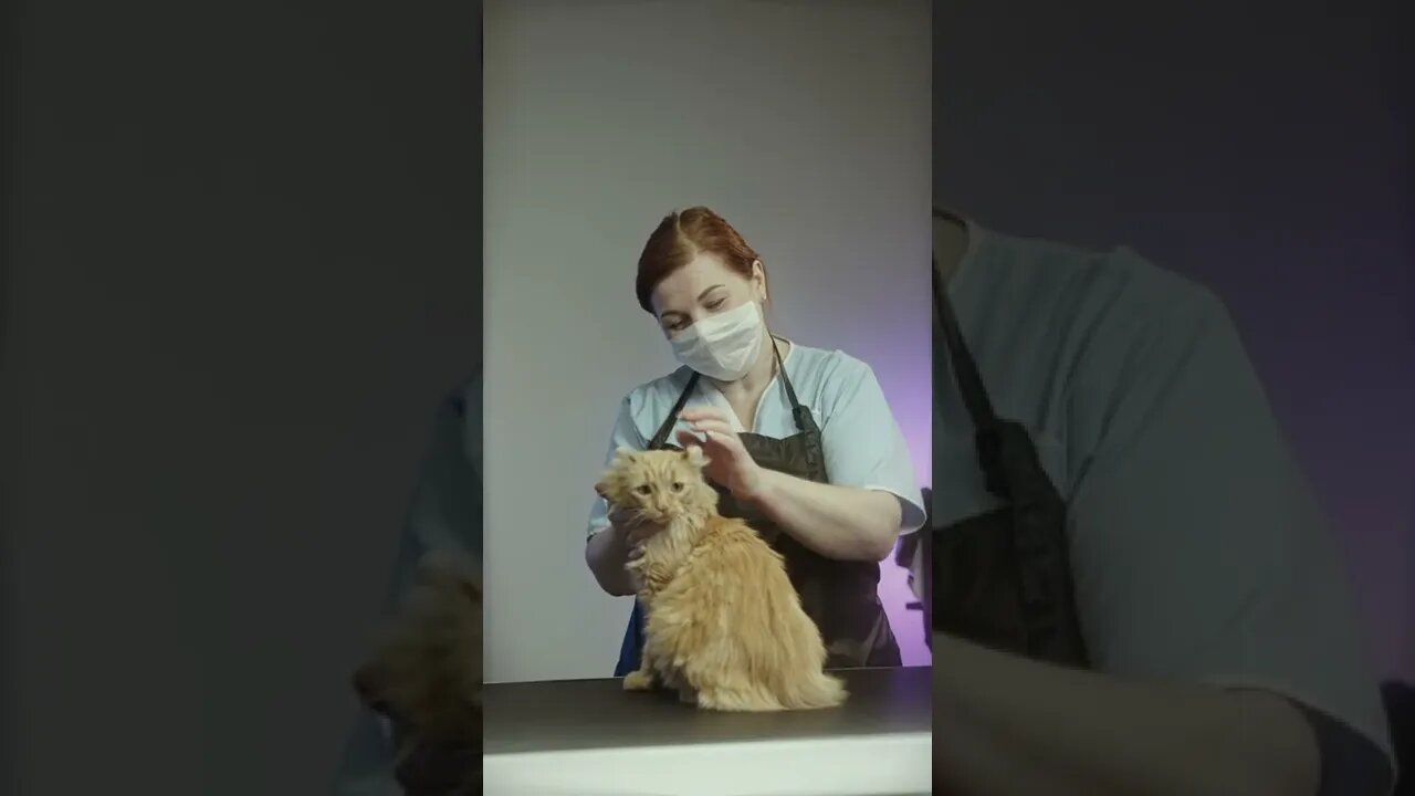 KUCING LUCU #PART 74