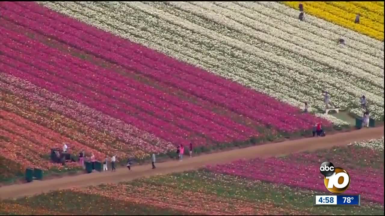 Carlsbad flower fields in full bloom