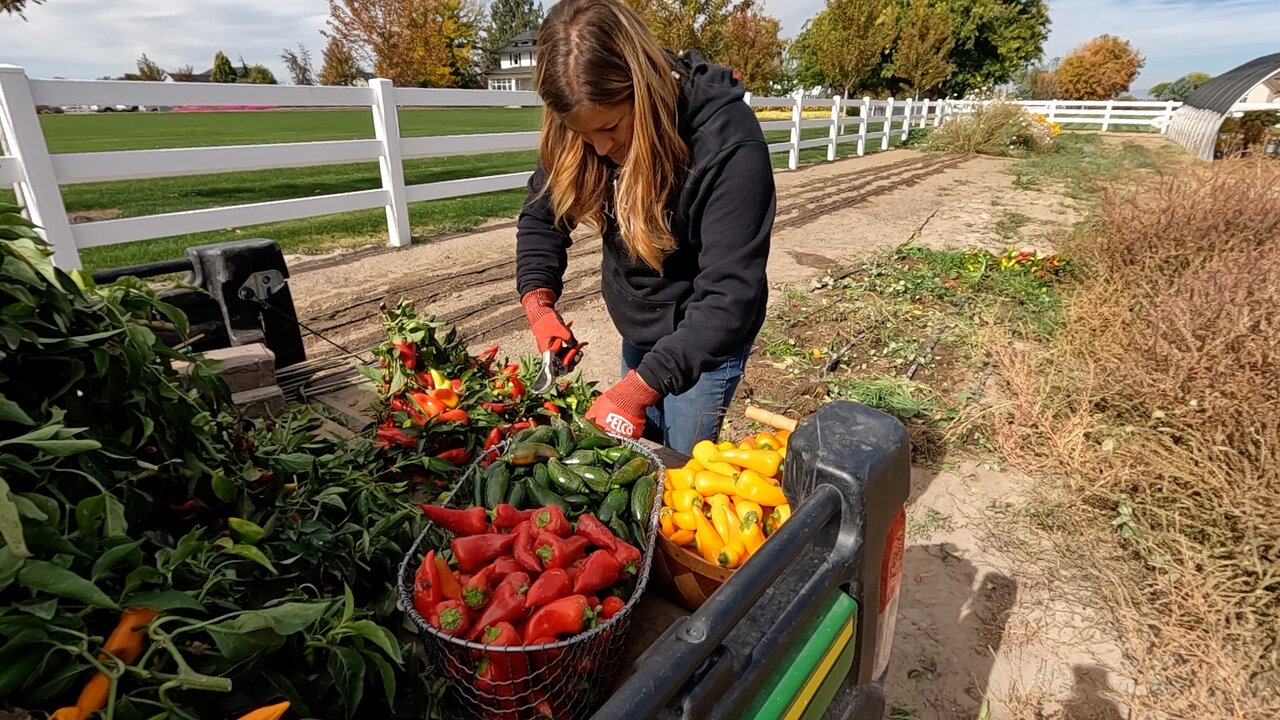 Last Pepper Harvest, Planting Arbs & More Kale for the Hartley! 🌿🍂🥰