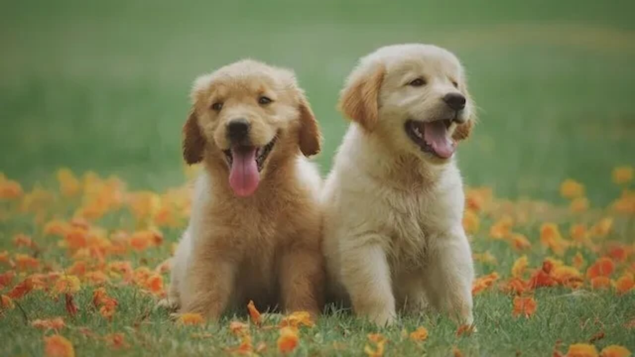 O QUE UM FILHOTE DE GOLDEN PODE COMER?