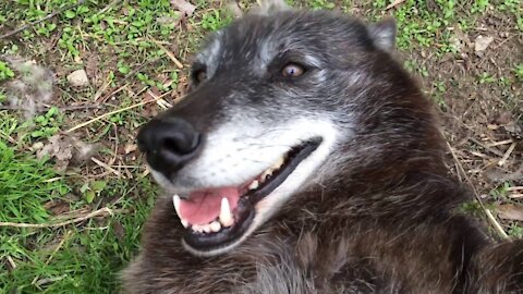 A very happy wolf😍