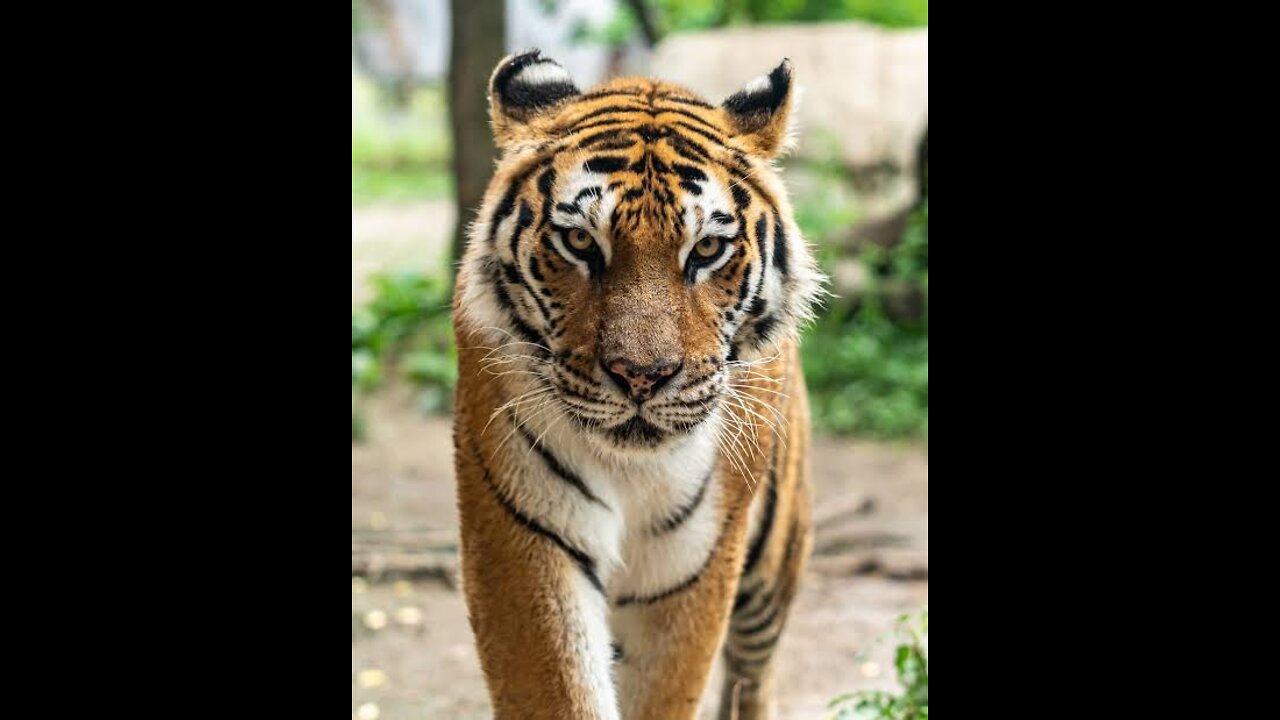 Tiger royal bangal tiger the of animal., rupa 100 Tiger royal bangal tiger the of animal