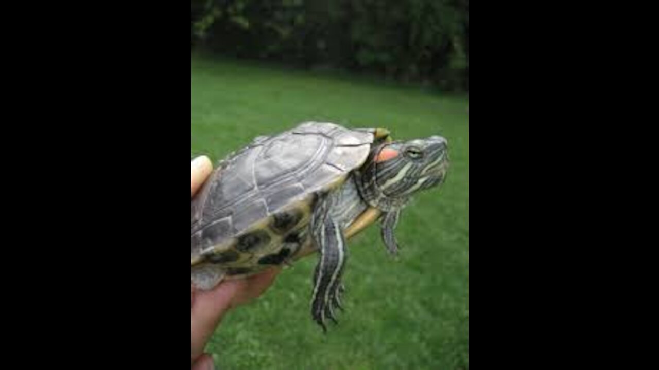 i believe i can flype : Une tortue qui fait du Flype !