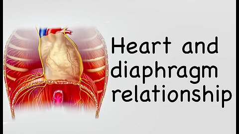 Heart and diaphragm relationship - 𝐒̌𝐢𝐫𝐝𝐢𝐞𝐬 𝐫𝐲𝐬̌𝐲𝐬 𝐬𝐮 𝐝𝐢𝐚𝐟𝐫𝐚𝐠𝐦𝐚