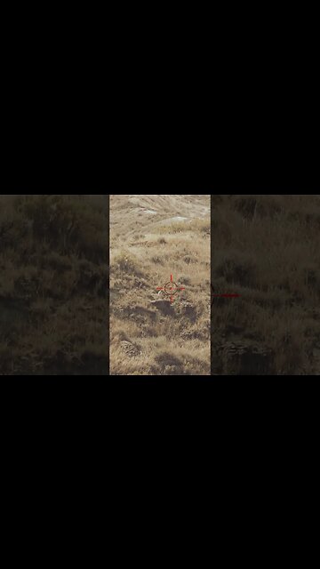 Hunting Coyotes #shorts #dog #animals #hunter #207