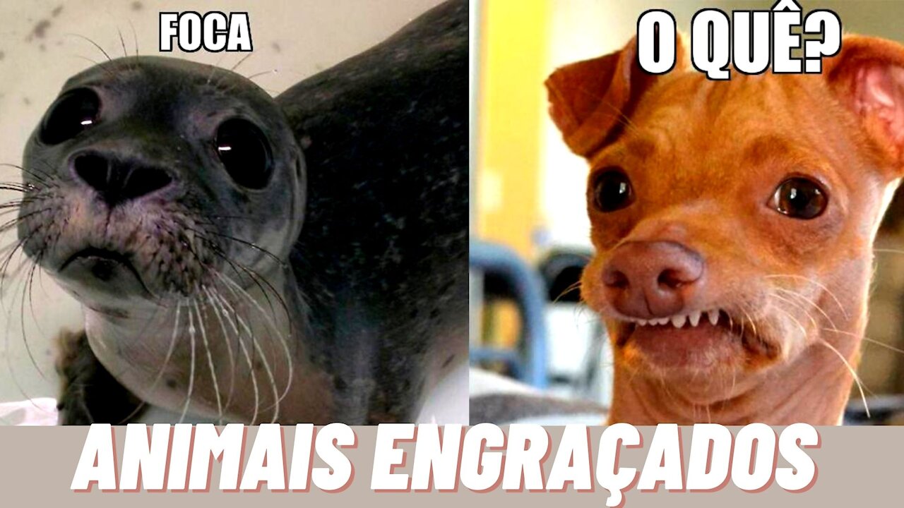 FUNNY ANIMALS 2021