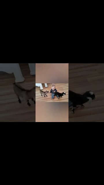 Cute babies 💓 playing with each other 😂🙂#UbertainmentFun #Dogs #Animals #Fun