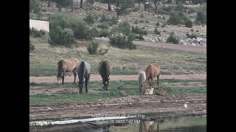 Wild Horses