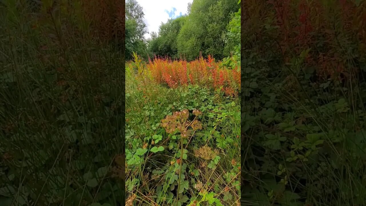 Beautiful #nature #yorkshire #colour #plants