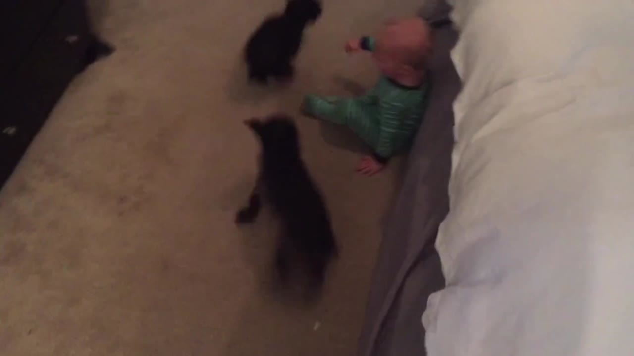 Two Dogs make Baby Laugh Hysterically