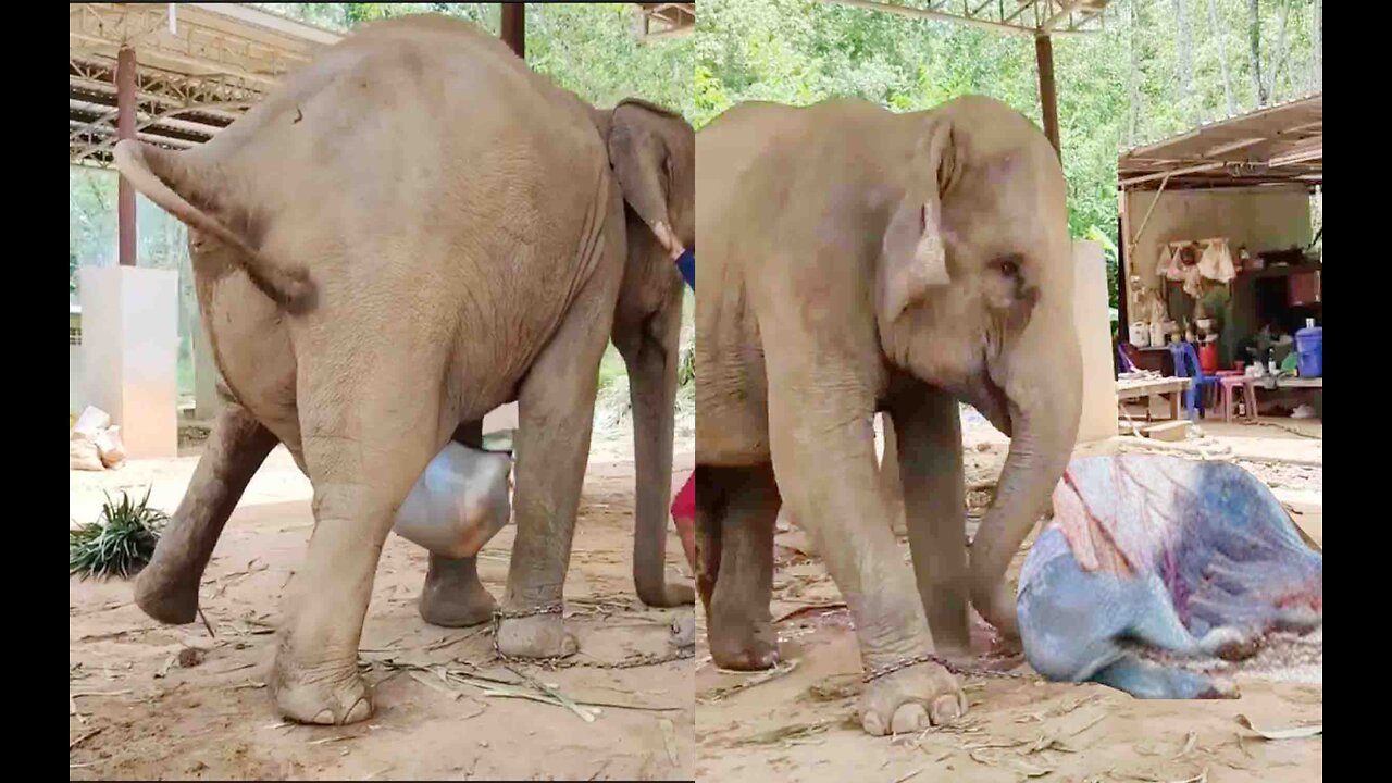 Picture of elephant giving birth.