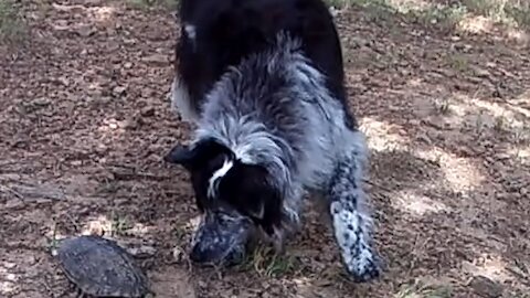 Border Collie Encounters "Dangerous Turtle"