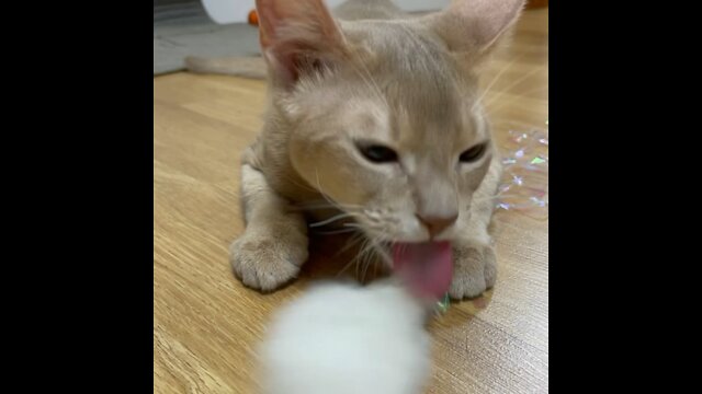 Abissinian cat licking furry toy