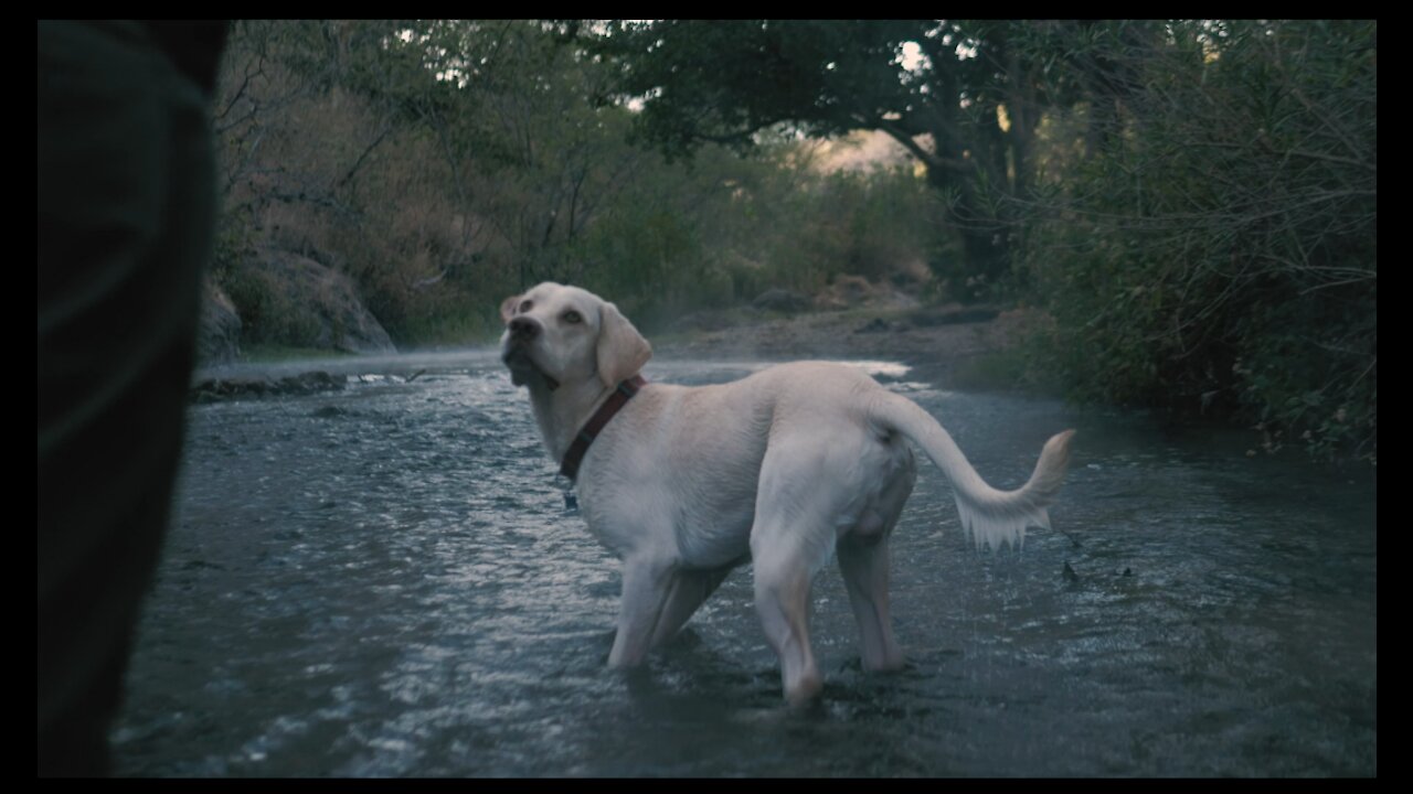 Dog catching ball in river. Dog playing.