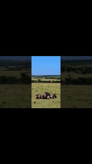 Carrion Eaters Feast #shorts | #ShortsAfrica