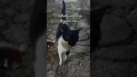Will You Adopt This Sweet Stray Tuxedo Cat? #cats #straycat #rescuecat #florida