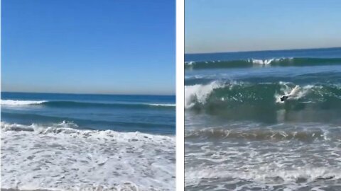 The dog surffing on the pacific ocean.