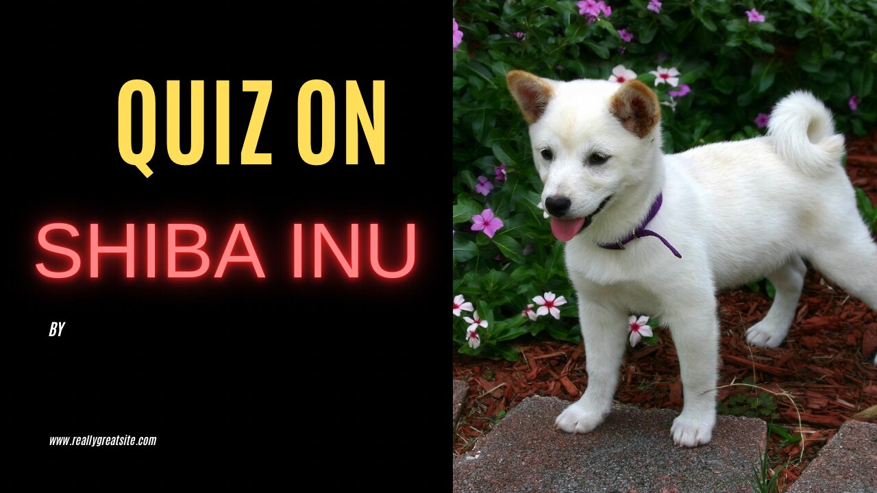 Quiz on shiba inu