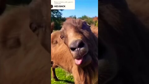 This goat is my spirit animal😂🤣 (please get this viral) #shorts #viral #funny #funnyanimals #laugh