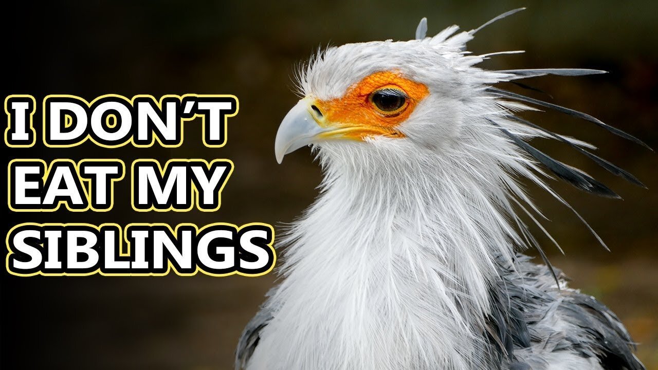 Secretary Bird they trample snakes and stuff to eat it