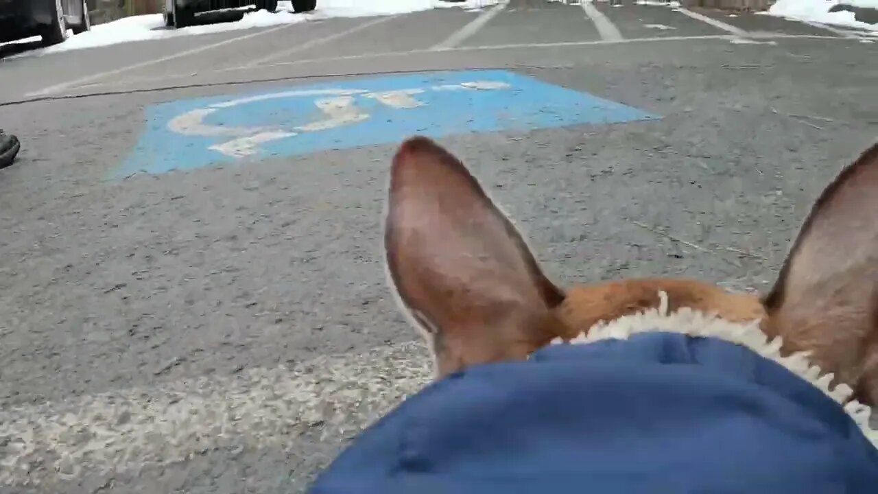 Puppy POV