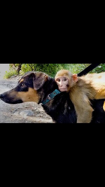 Monkey Attack On Dog|حمله شادی بالای سگ