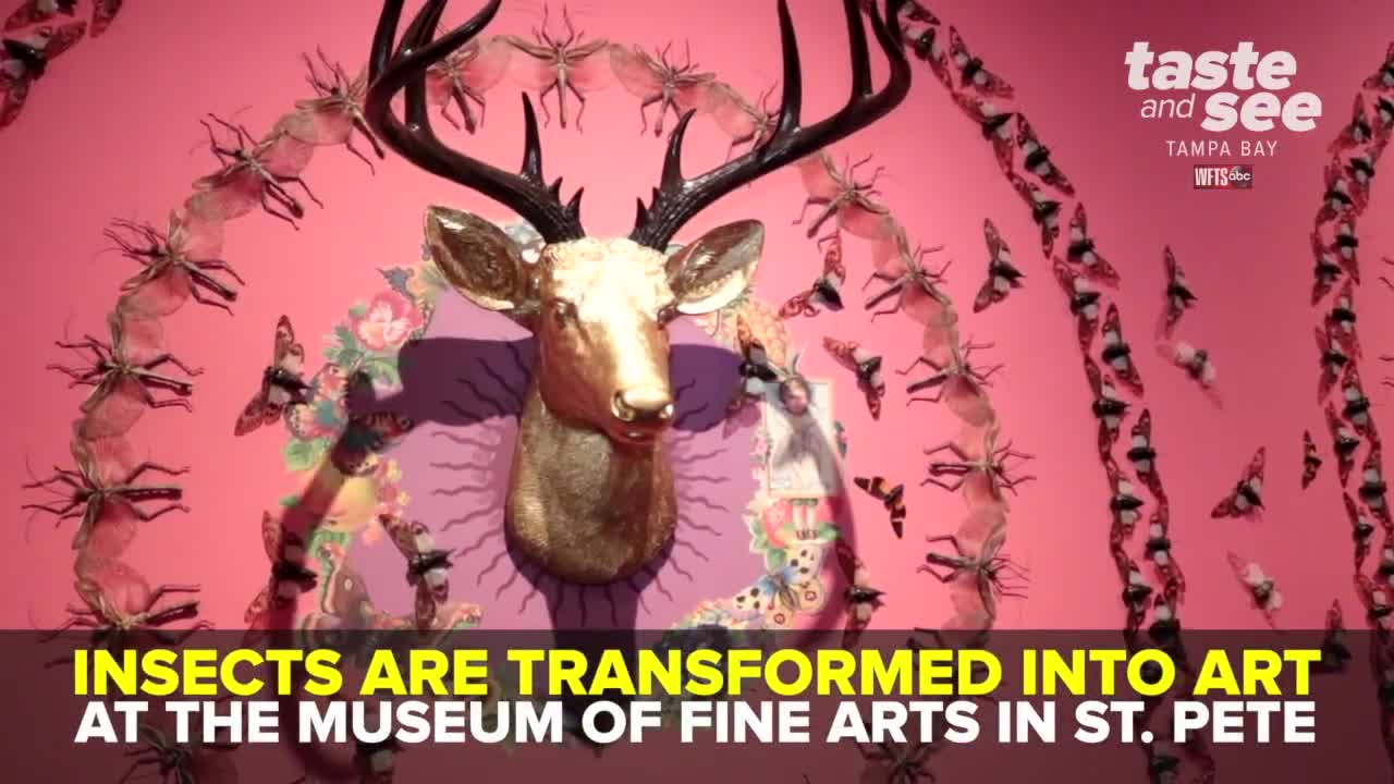 Insects are turned into art at the MFA in St. Pete | Taste and See Tampa Bay